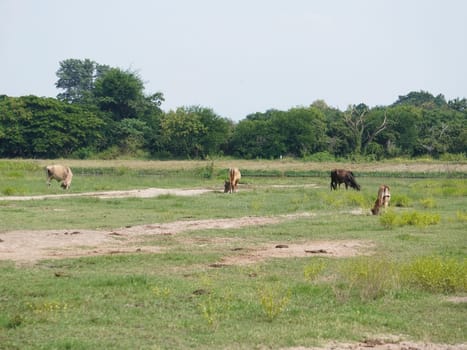 Native Thai cows in the countryside grasslands. Cows eat grass naturally.