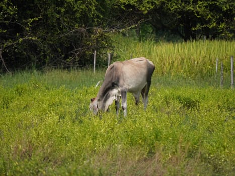 Native Thai cows in the countryside grasslands. Cows eat grass naturally.