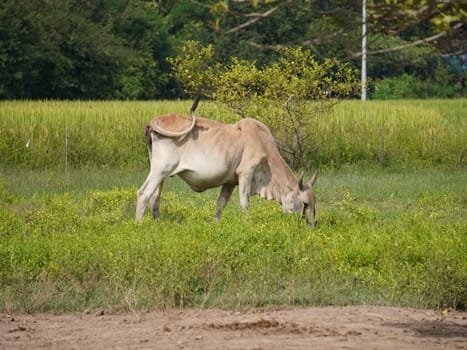 Native Thai cows in the countryside grasslands. Cows eat grass naturally.