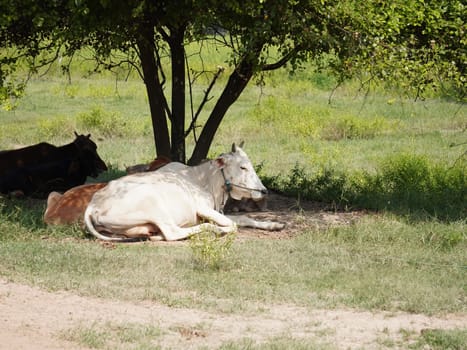 Native Thai cows in the countryside grasslands. Cows eat grass naturally.