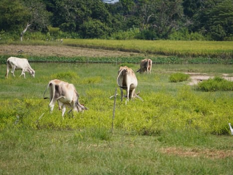 Native Thai cows in the countryside grasslands. Cows eat grass naturally.