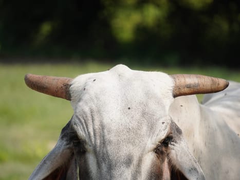Native Thai cows in the countryside grasslands. Cows eat grass naturally.