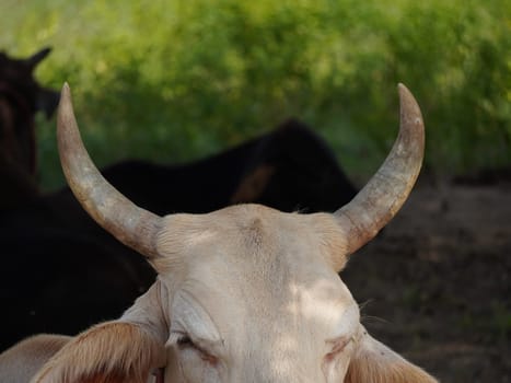 Native Thai cows in the countryside grasslands. Cows eat grass naturally.