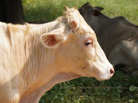 Native Thai cows in the countryside grasslands. Cows eat grass naturally.