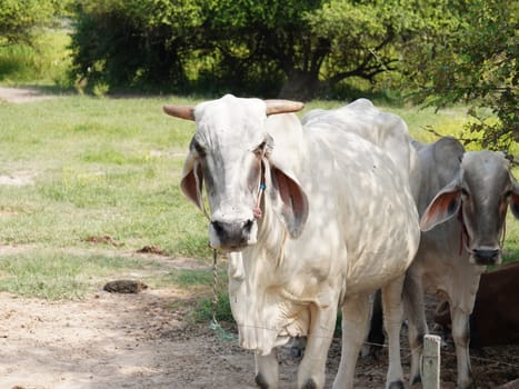 Native Thai cows in the countryside grasslands. Cows eat grass naturally.