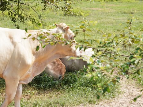 Native Thai cows in the countryside grasslands. Cows eat grass naturally.