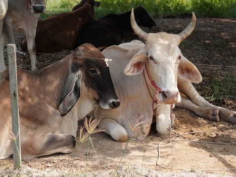 Native Thai cows in the countryside grasslands. Cows eat grass naturally.