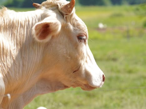 Native Thai cows in the countryside grasslands. Cows eat grass naturally.