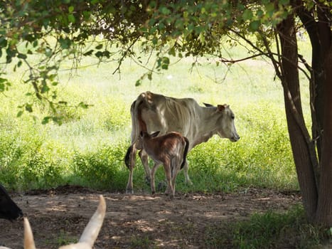 Native Thai cows in the countryside grasslands. Cows eat grass naturally.