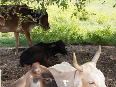 Native Thai cows in the countryside grasslands. Cows eat grass naturally.