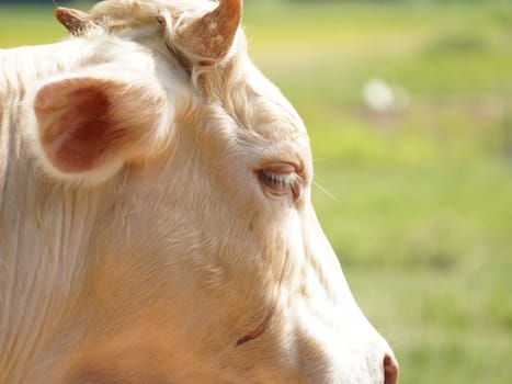 Native Thai cows in the countryside grasslands. Cows eat grass naturally.
