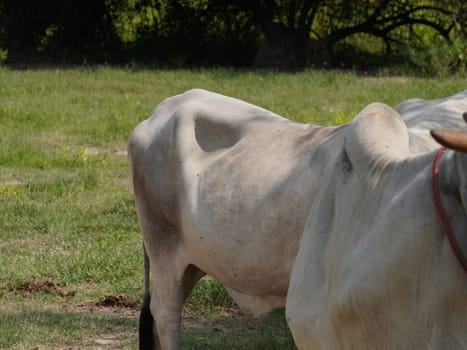 Native Thai cows in the countryside grasslands. Cows eat grass naturally.