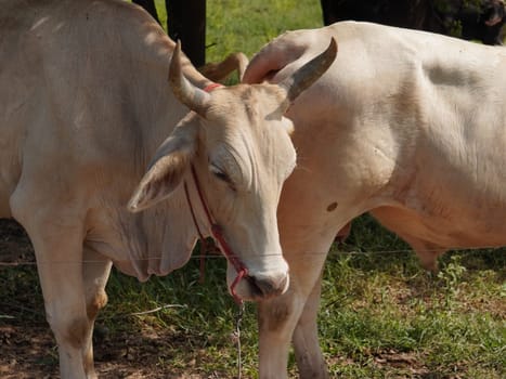 Native Thai cows in the countryside grasslands. Cows eat grass naturally.