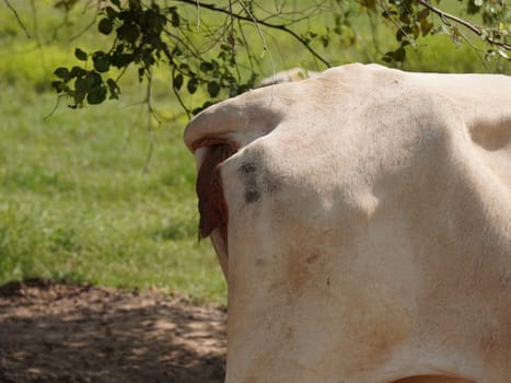 Native Thai cows in the countryside grasslands. Cows eat grass naturally.