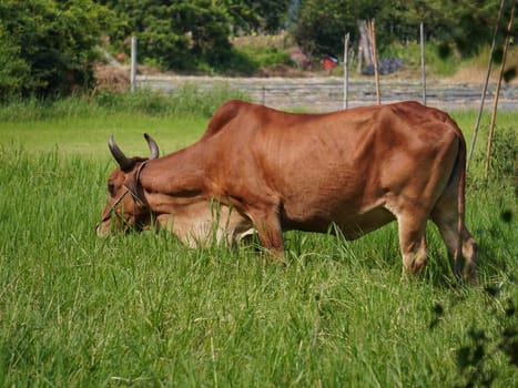 Native Thai cows in the countryside grasslands. Cows eat grass naturally.