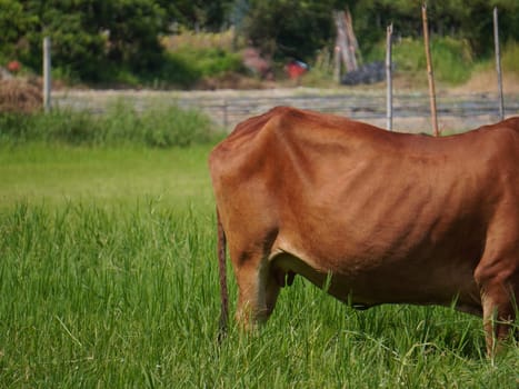 Native Thai cows in the countryside grasslands. Cows eat grass naturally.