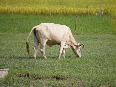 Native Thai cows in the countryside grasslands. Cows eat grass naturally.