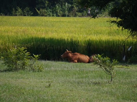 Native Thai cows in the countryside grasslands. Cows eat grass naturally.