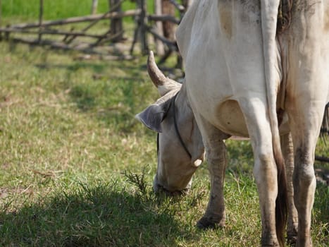 Native Thai cows in the countryside grasslands. Cows eat grass naturally.