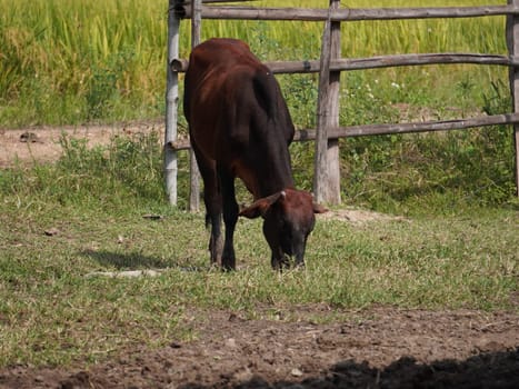Native Thai cows in the countryside grasslands. Cows eat grass naturally.