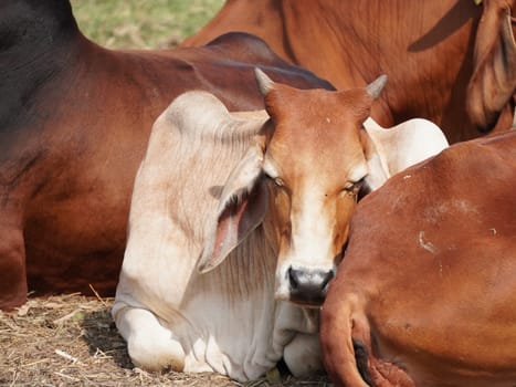 Native Thai cows in the countryside grasslands. Cows eat grass naturally.