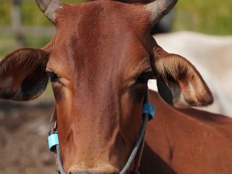 Native Thai cows in the countryside grasslands. Cows eat grass naturally.