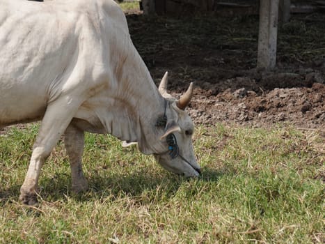 Native Thai cows in the countryside grasslands. Cows eat grass naturally.
