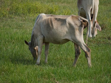 Native Thai cows in the countryside grasslands. Cows eat grass naturally.