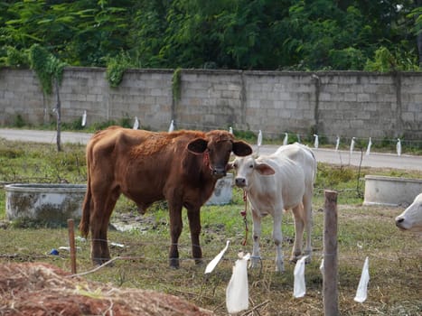 Native Thai cows in the countryside grasslands. Cows eat grass naturally.