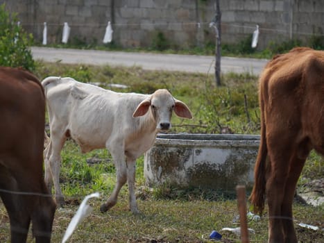 Native Thai cows in the countryside grasslands. Cows eat grass naturally.
