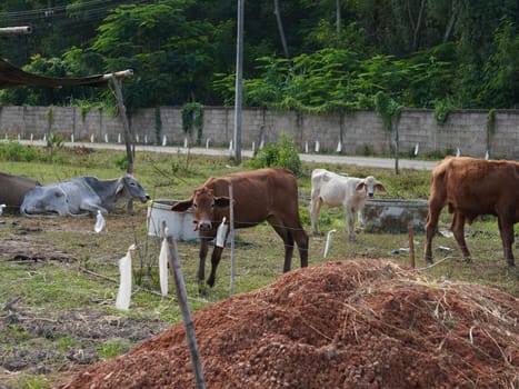 Native Thai cows in the countryside grasslands. Cows eat grass naturally.