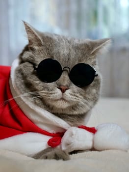 Scottish straight cat in New Year's red suit and sunglasses for New Year, Christmas. A pet on the eve of the holidays 2025 at home on the bed