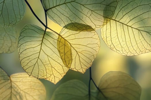 Sunlight filters through a cluster of green leaves, highlighting their intricate vein patterns. This serene moment captures the beauty of nature in a tranquil forest setting.
