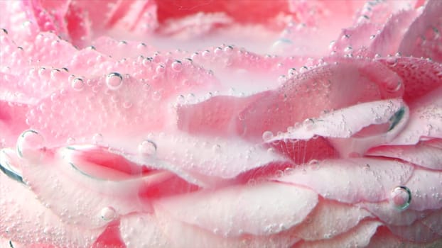 Close-up of oxygen bubbles on rose. Stock footage. Delicate beautiful rose with bubbles in clear water. Perfume water with delicate pink rose.