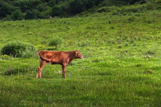 A calf stands on green grass. Farmer's field. Livestock and dairy production concept.