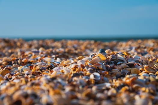 a beach consisting of small shells instead of sand with the sea in the background. macro shot of the seashore.