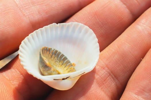 Hands of a young man holding a pile of seashells, close-up. Beautiful seashell in a shell on a sunny day. Nakhodka on the beach.