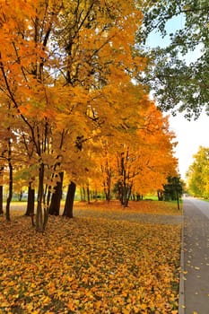 Autumn park with the golden maples in Zelenograd in Moscow, Russia