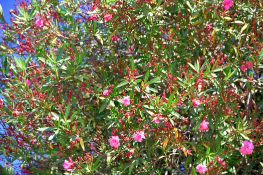 Beautiful pink blooming oleander on sunny day