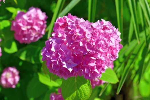 Bush of pink abundantly blooming hydrangea in the garden