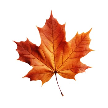 Red maple leaf as an autumn symbol as a seasonal themed concept. Isolated white background.