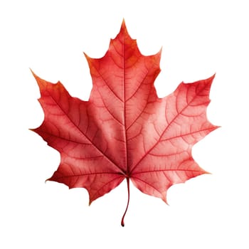 Red maple leaf as an autumn symbol as a seasonal themed concept. Isolated white background.