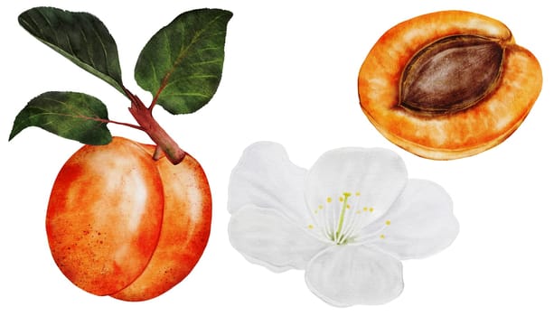 Apricot fruit watercolor. Juicy realistic set hand drawing of ripe fruit. Clip art on isolated white background. Ideal for logo, tags, stickers for natural food and cosmetics stores. High quality photo
