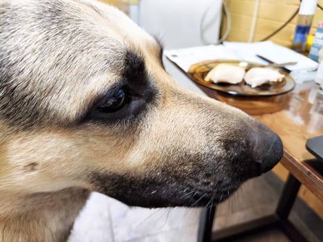 A German Shepherd curiously eyes the meal on a plate near a desk, adding cuteness and attention to the workspace