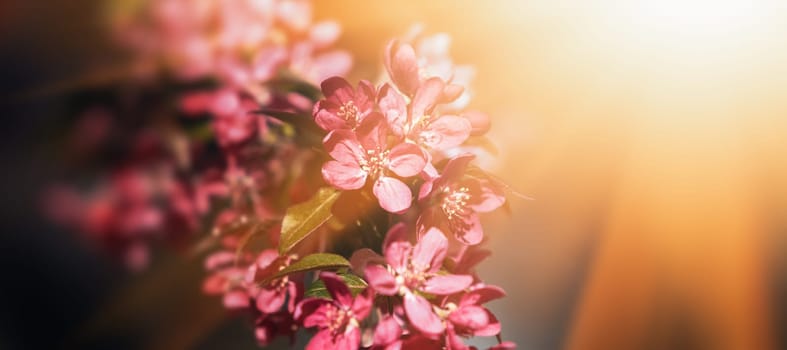 Branch with pink apple flowers. Decorative wild apple tree blooming in pink. Flowering apple tree close-up
