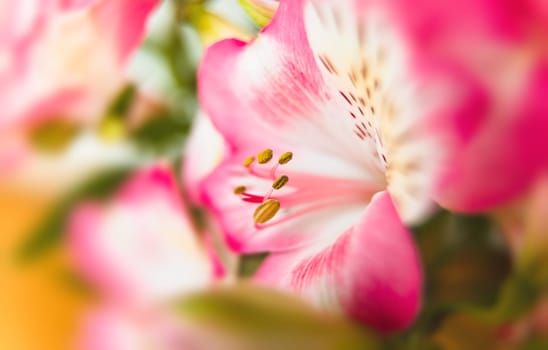 Floral background.  Bouquet of Alstroemeria flowers in full bloom. Pink flowers of Alstroemeria