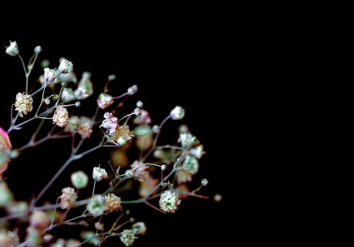 Floral background. Close up of delicate, tiny flowers on thin stems against a black background.