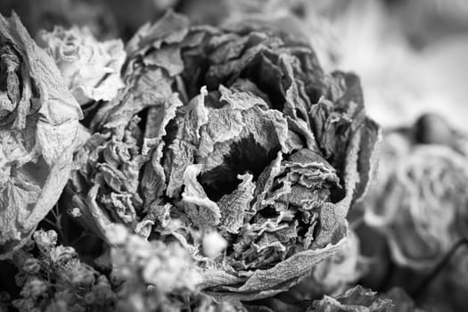 Dry bouquet. Close-up image of dried flowers in a bouquet. Life and death concept. Withered flower background