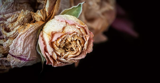 Dry bouquet. Close-up image of dried flowers in a bouquet. Life and death concept. Withered flower background
