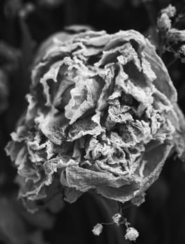 Dry bouquet. Close-up image of dried flowers in a bouquet. Life and death concept. Withered flower background